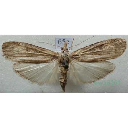 Aphomia foedella (Zeller, 1839) Czech65c